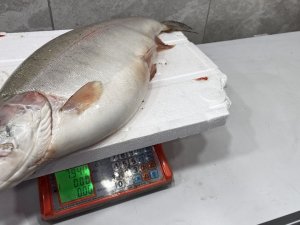 İ̇znik Gölü’nde 8 Kiloluk Somon Balığı Yakalandı