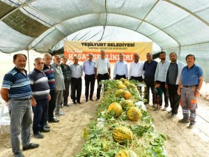 Başkan Çınar, Kavun Hasadına Katıldı