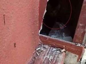 Sivas’ta Baca Oluğunda Mahsur Kalan Yavru Kediler İtfaiye Ekiplerince Kurtarıldı