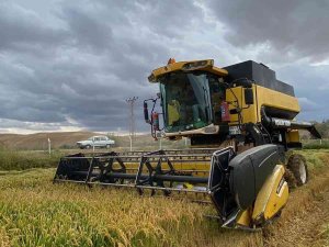 Sungurlu’da Çeltik Hasadı Başladı