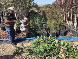 3-4 Yılda Meyve Veriyor... Aşılı Harnup Fidanı Çalışmalarında Olumlu Sonuç Alındı