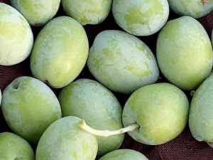 Mut’ta 200 Bin Ton Zeytin Rekoltesi Bekleniyor