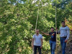 Ege’de Ceviz Hasadı Başladı