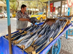Erdek’te Balık Sezonu Bereketli Geçiyor