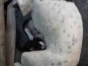Yavruları Ölen Köpek, Annesiz Kediyi Emzirmeye Başladı