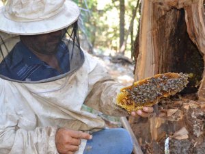 Antalyalı Balcılar Toros Dağları’nda Firari Arıların İzini Sürerek Bal Topluyor