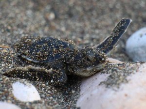 Sona Kalan Caretta Caretta Yavruları Denizle Buluşturuldu