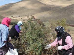 Bin Derde Deva Kuşburnunun Zor Mesaisi Başladı