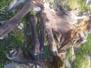 Çivril’de Avlanması Yasak Olan Kızılgeyiği Vurup Derisini Yüzdüler