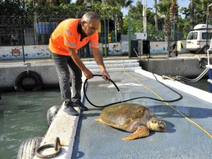 Yaralı Carettayı Belediye Ekibi Kurtardı
