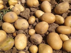 Tek Tek Elle Toplanan Patateste Hasat Başladı