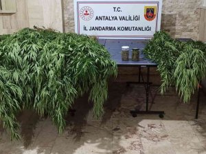 Korkuteli’nde 30 Kök Kenevir, 28 Kök Skunk Ele Geçirildi