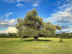 Kültürpark Havası İle Güzelliği İle Dikkat Çekiyor