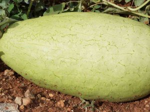 Özel Karpuz 20 Yıl Sonra Tekrar Üretildi