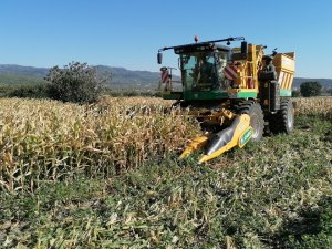 İ̇lk Kez Ekildi, Dekar Başına 10 Bin 500 Tl Gelir Bekleniyor