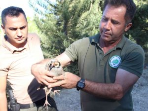 Aydın’da 575 Keklik Doğaya Salındı