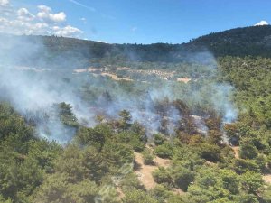 Bergama’da Orman Yangını