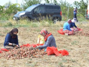 Tekirdağ Soğanı Coğrafi İşaret Aldı: 3 Bin Ton Ürün Bekleniyor