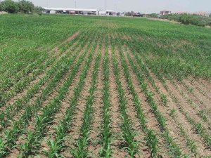 Atıl Alanlar Üretime Kazandırıldı, Çiftçiye Yem Desteği Oldu