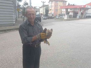 Yaralı Şahin, Yolcu Servisiyle Dkmp Ekiplerine Gönderildi