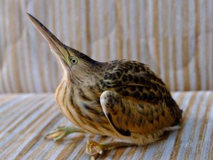 Nesli Tükenme Tehlikesi Altında, Hastane Bahçesinde Yaralı Halde Bulundu