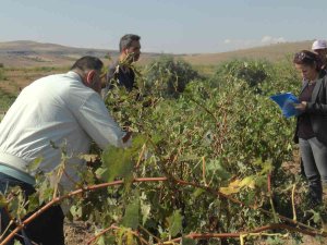 Selin Hasarı Gün Ağarınca Ortaya Çıktı