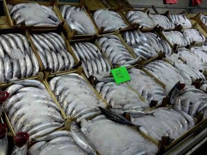 Karadeniz’de Palamut Dışında Balık Çıkmıyor