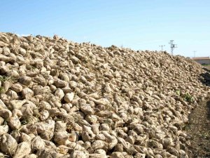 Yozgat’ta Şeker Pancarı Alım Fiyatı Üreticiyi Memnun Etti