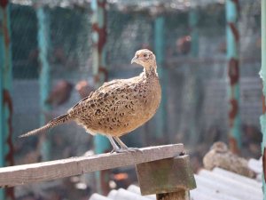 9 Sülün 53 Yılda 340 Bin 441 Sülün Oldu