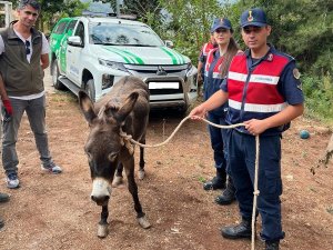 Sahipsiz Eşek Emekli Hayvanlar Çiftliği’ne Yerleştirildi