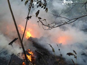Yıldırımın Düştüğü Ağaçlık Alan Alev Alev Yandı