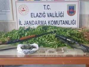 Elazığ’da 354 Kök Kenevir Ele Geçirildi, 1 Şüpheli Yakalandı