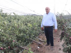 Şiddetli Yağış Binlerce Elma Ağacını Kökünden Kırdı