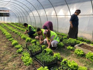 Yabancı Gençler, Kastamonu’da Çevreyi Temizledi, Sokak Hayvanlarını Besledi