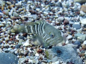 Av Yasağı Etkisini Gösterdi, Antalya Körfezi’nde Her Taşın Altından ‘Lagos’ Balığının Yavrusu Çıkıyor