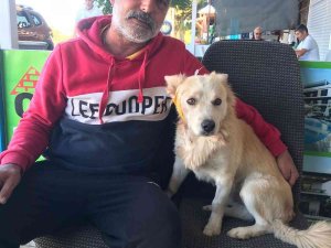 Köpeği Önce Çaldı, Sonra Zarar Verdi