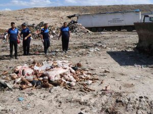 Haliliye’ De Bozuk 3 Ton Et İmha Edildi