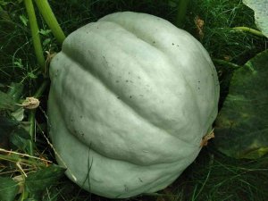 Bu Kabağı Görenler Dönüp Bir Daha Bakıyor