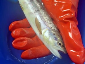 Sinop’ta Kırmızı Benekli Alabalık Popülasyonu Güçlendirilecek