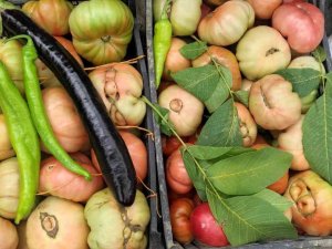 Ağırlığı Bir Kiloyu Aşan Dev Sason Domatesi Tezgahlarda Yerini Aldı