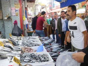 Karadeniz’de Palamut Zamanı
