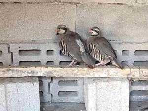 Yakaladığı Keklikleri Satan Kişiye 23 Bin Tl Para Cezası