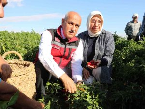 Bakan Kirişci, Maraş Biberi Hasadına Katıldı
