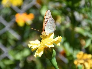 Hava Sıcaklığı Düştü, Kelebekler Son Günlerini Yaşıyor