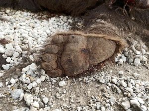 Sivas’ta Yol Kenarına Atılmış Bir Ayı Ölüsü Bulundu