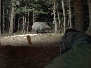 Uludağ’da Yaban Hayatı Görüntülendi