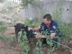 Bataklıkta Keçi Kurtarma Operasyonu