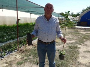 Organik Solucan Ve Yarasa Gübresiyle Yetiştirilip, Kilosu 150 Liradan Satılıyor