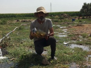 Mardinli Balıkçının Ağına Takılan Balık Görenleri Şaşırttı