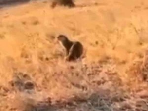 Batman’da Nesli Tükenme Tehlikesi Altında Olan Su Samuru Görüldü